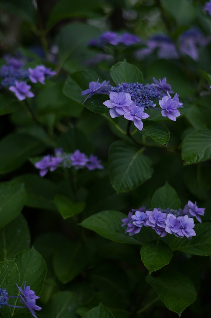 PENTAX-DA 50mmF1.8