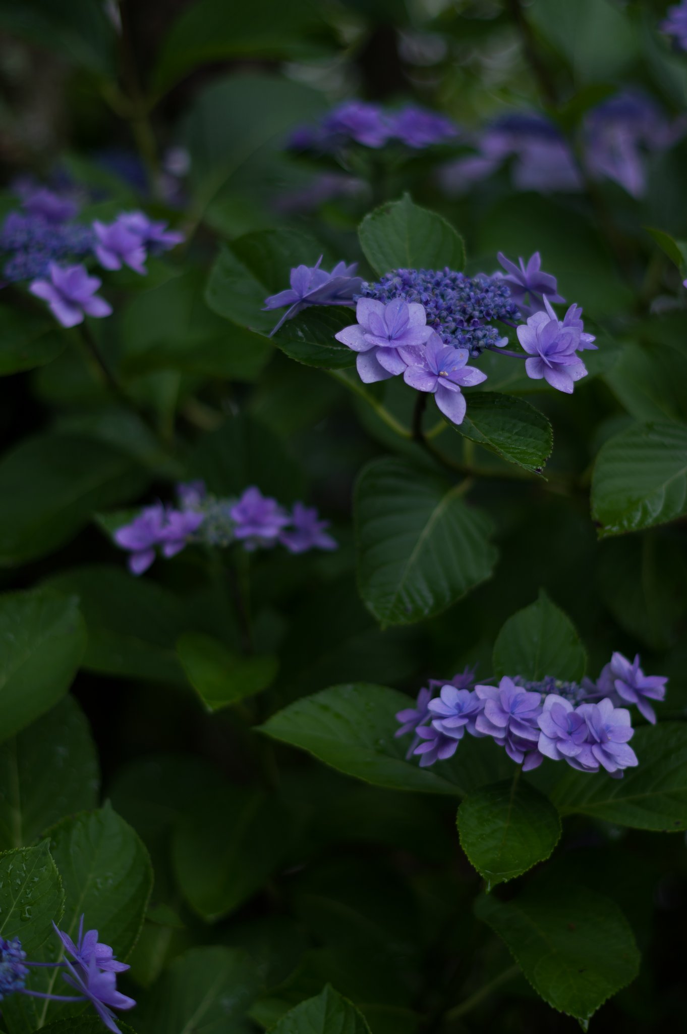 PENTAX-DA 50mmF1.8