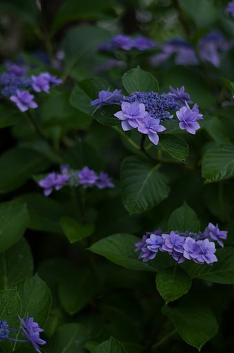 PENTAX-DA 50mmF1.8