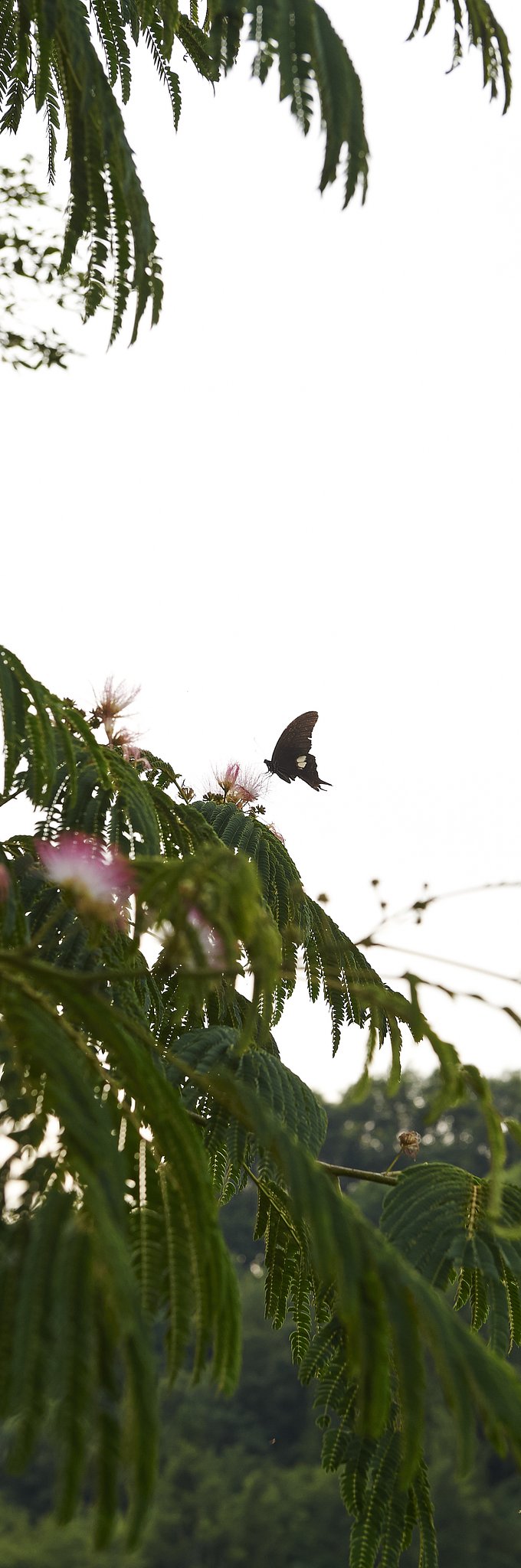 散歩散歩