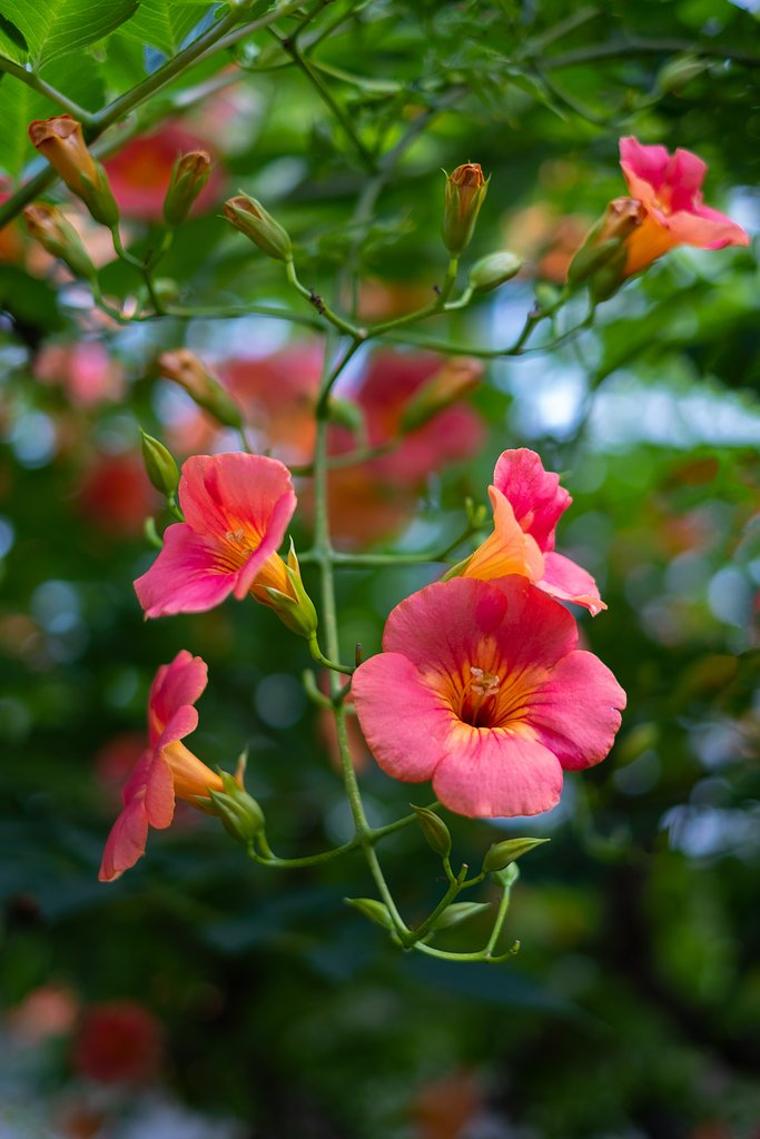 FUJINON XF35mm F1.4 R