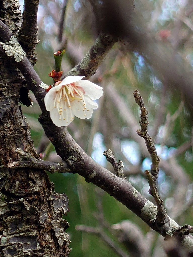 次、桜にバトンタッチ