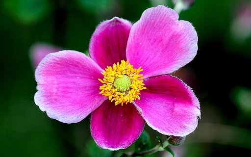 秋の花
