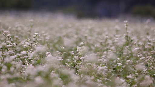 ピクチャースタイル・忠実設定