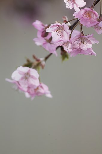 Apo-Makuro-Planar T＊120mmF4