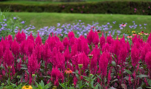 ケイトウ