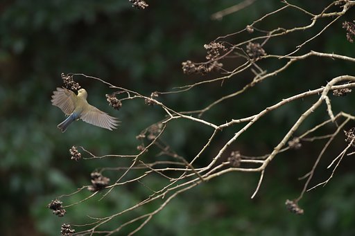 ルリビタキ♀2