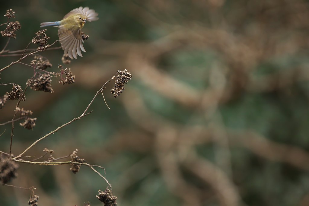 EF500mm F4L IS＋EF1.4xⅢ