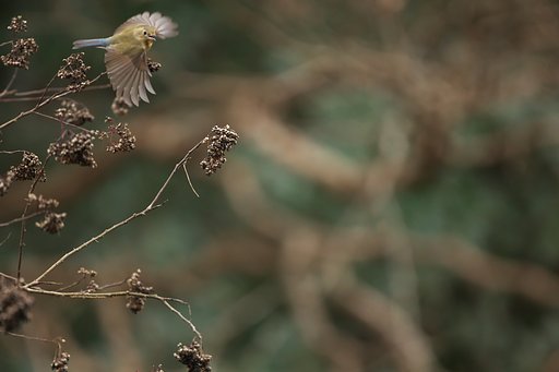 EF500mm F4L IS＋EF1.4xⅢ