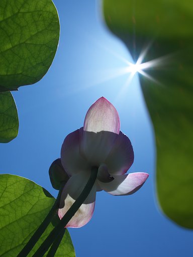 ED 30mm F3.5 Macro