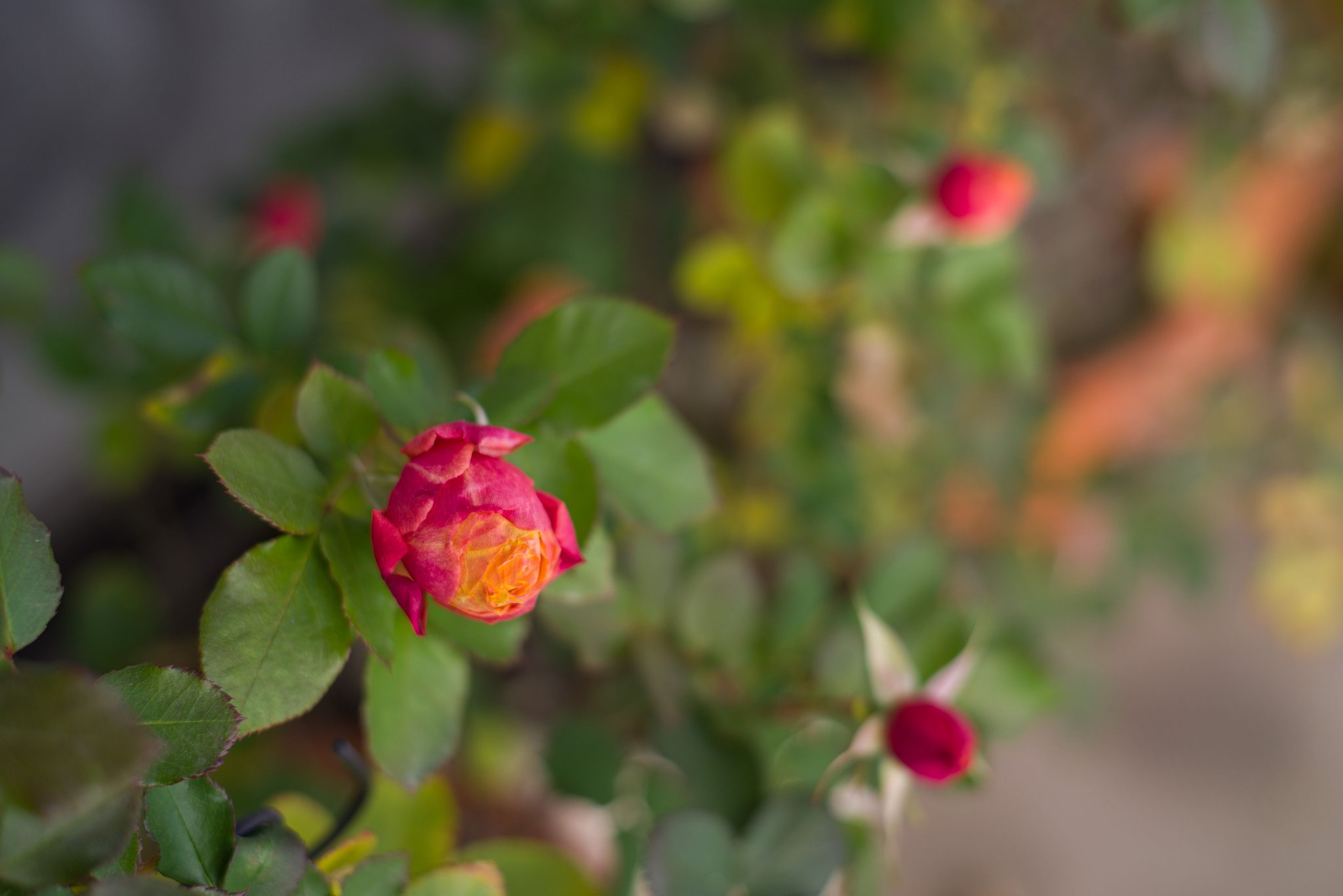 ベランダの薔薇