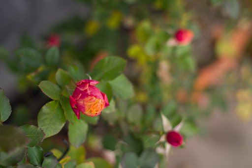 ベランダの薔薇