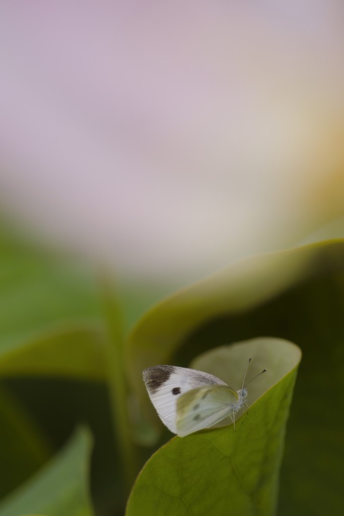タムロン90㎜マクロF2.8