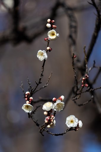 EF180mm f/3.5L Macro USM