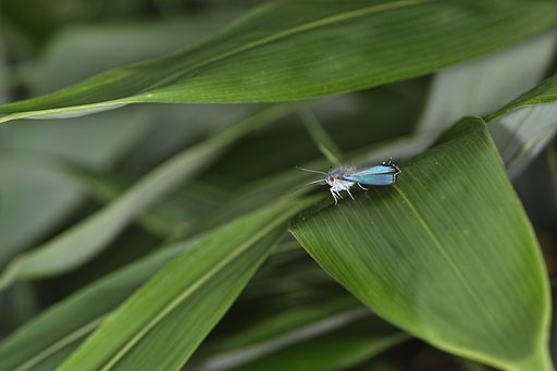 やっぱり毛虫