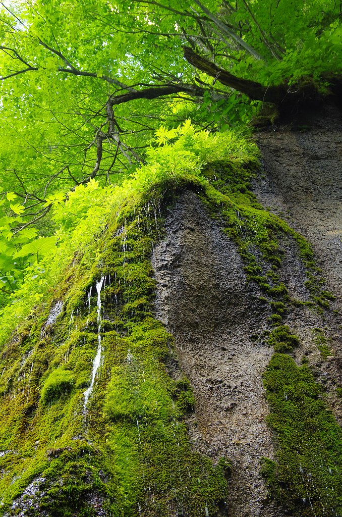 苔の壁