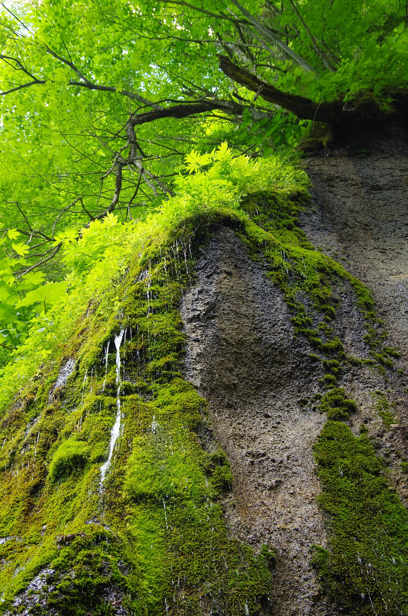 苔の壁