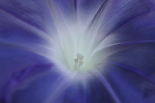 朝顔のグラデ