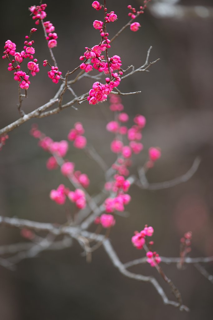 EF300mm F2.8L IS