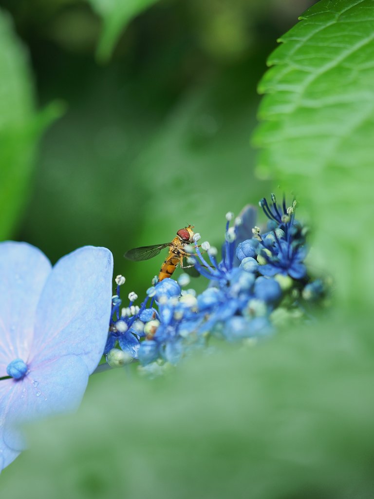 昆虫