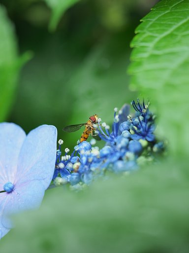 昆虫