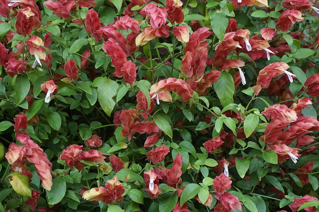 小えび草