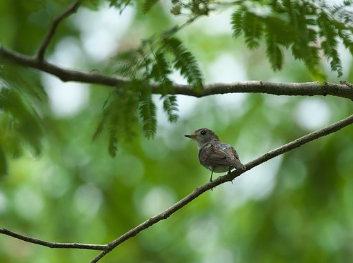 オオルリ♀幼鳥4
