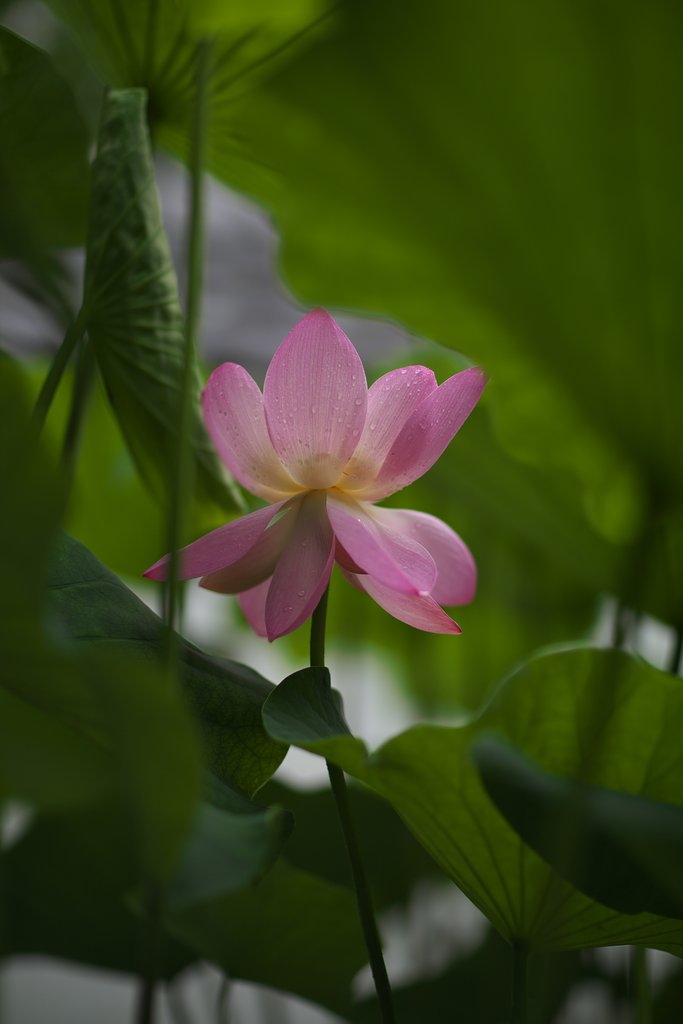 EF85mm F1.2LⅡ
