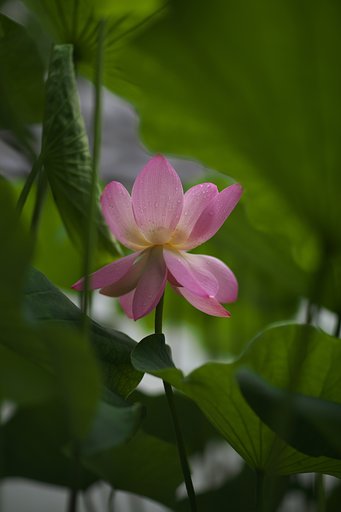 6月27日の写真