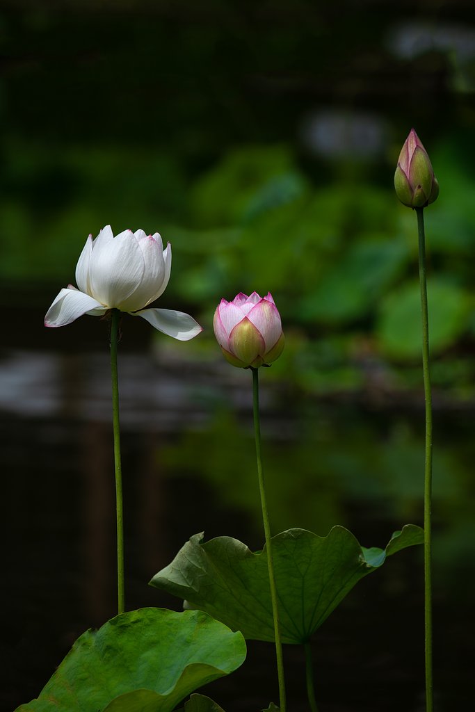 EF100-400mm F4.5-5.6 L IS