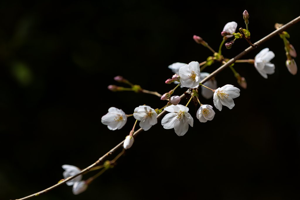 EF180mm f/3.5L Macro USM