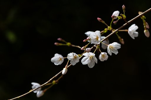 EF180mm f/3.5L Macro USM