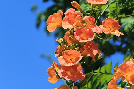 夏の陽（その２）