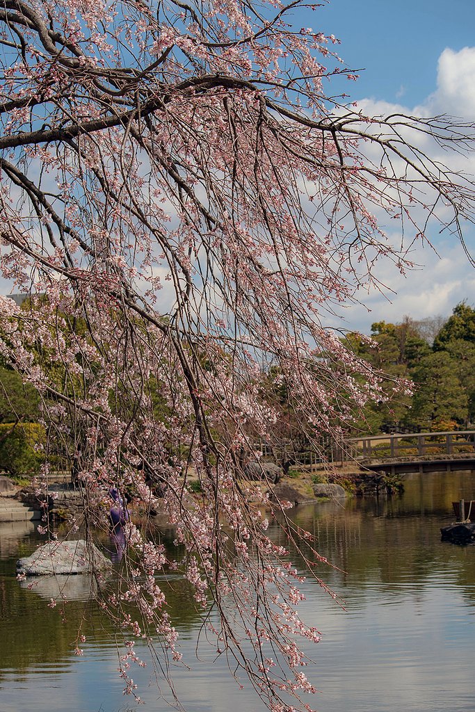 今年初の枝垂れ桜Ⅱ