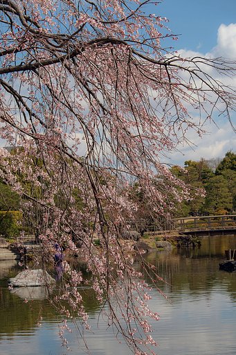 今年初の枝垂れ桜Ⅱ