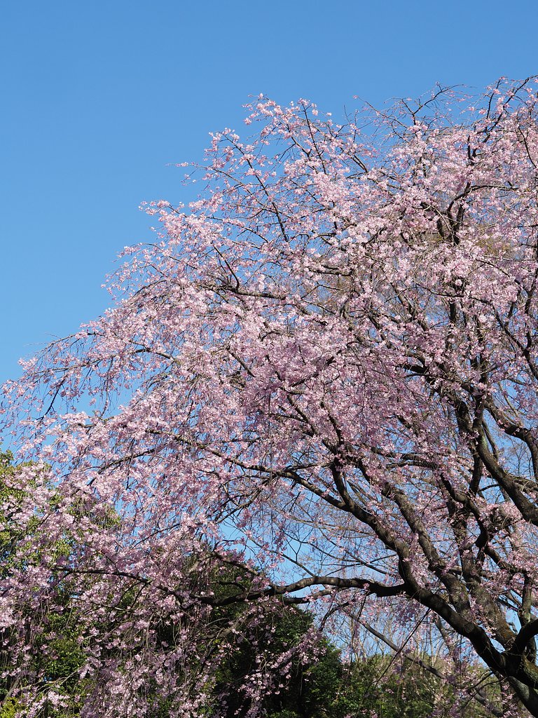 ◎Pana-LEICA DG NOCTICRON 42.5mm/F1.2 ASPH.