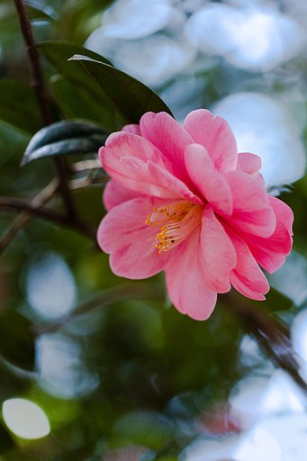 EF100mm f/2.8L Macro IS USM
