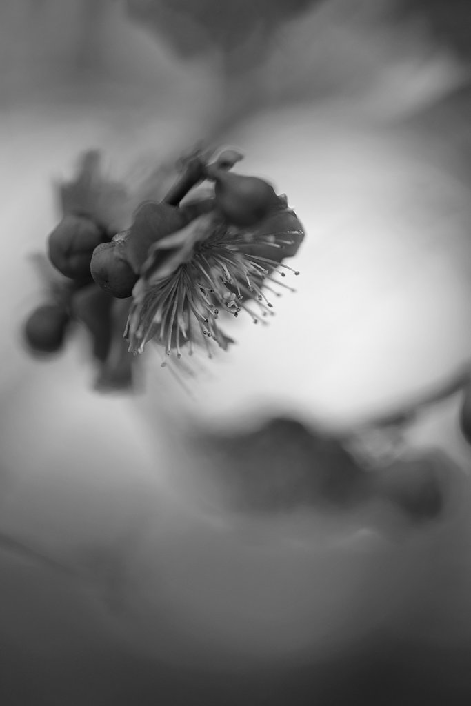 【白黒写真】　花