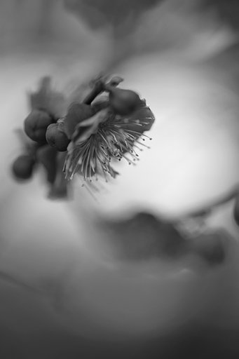 【白黒写真】　花