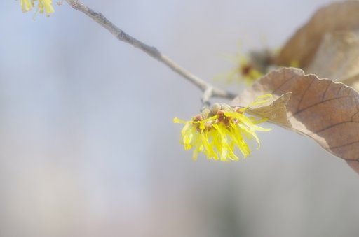 シナマンサクの花