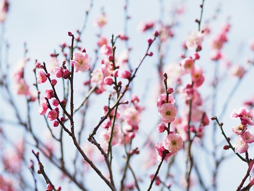 梅は咲いたか、桜は・・・