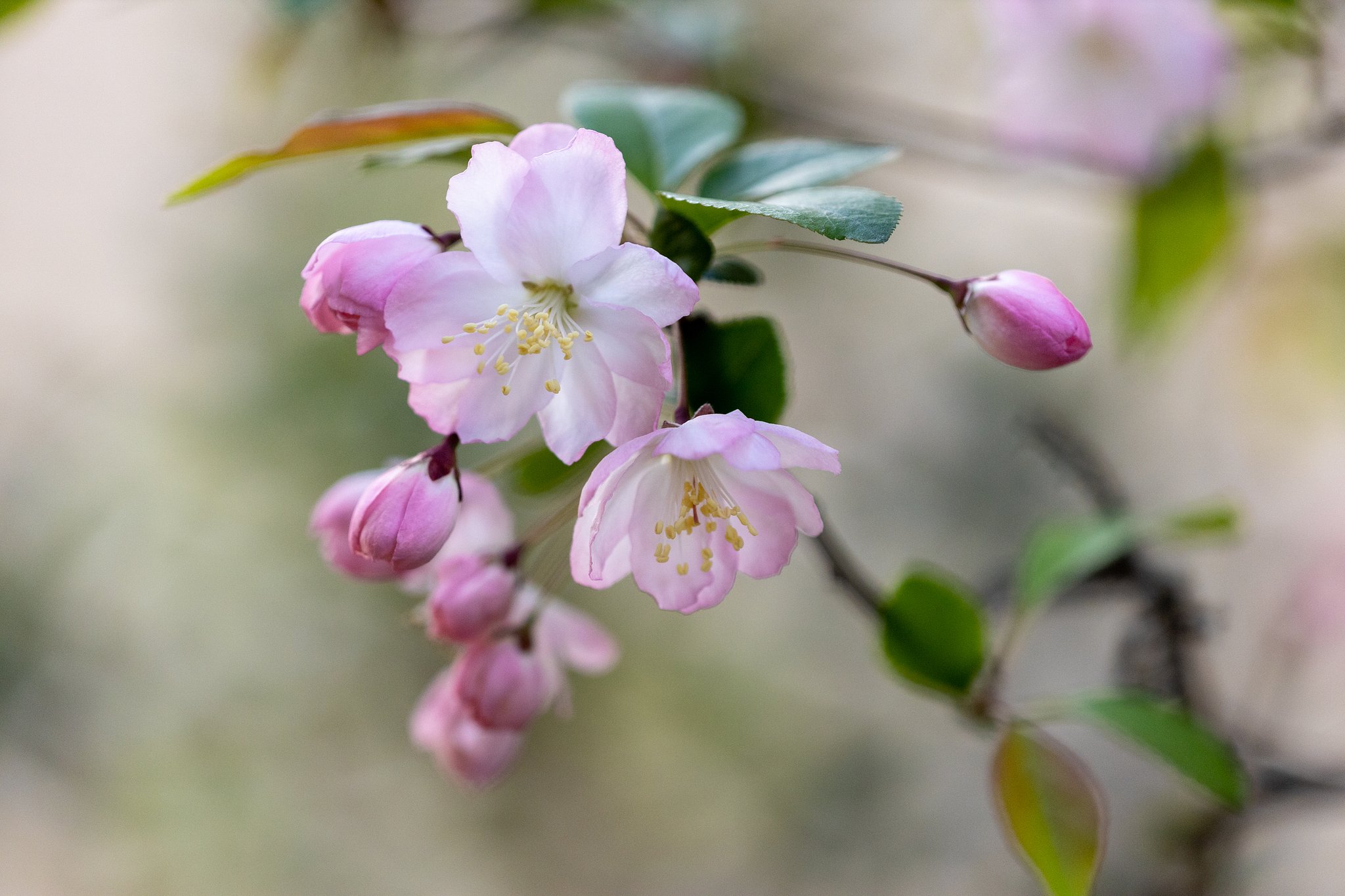 EF180mm f/3.5L Macro USM