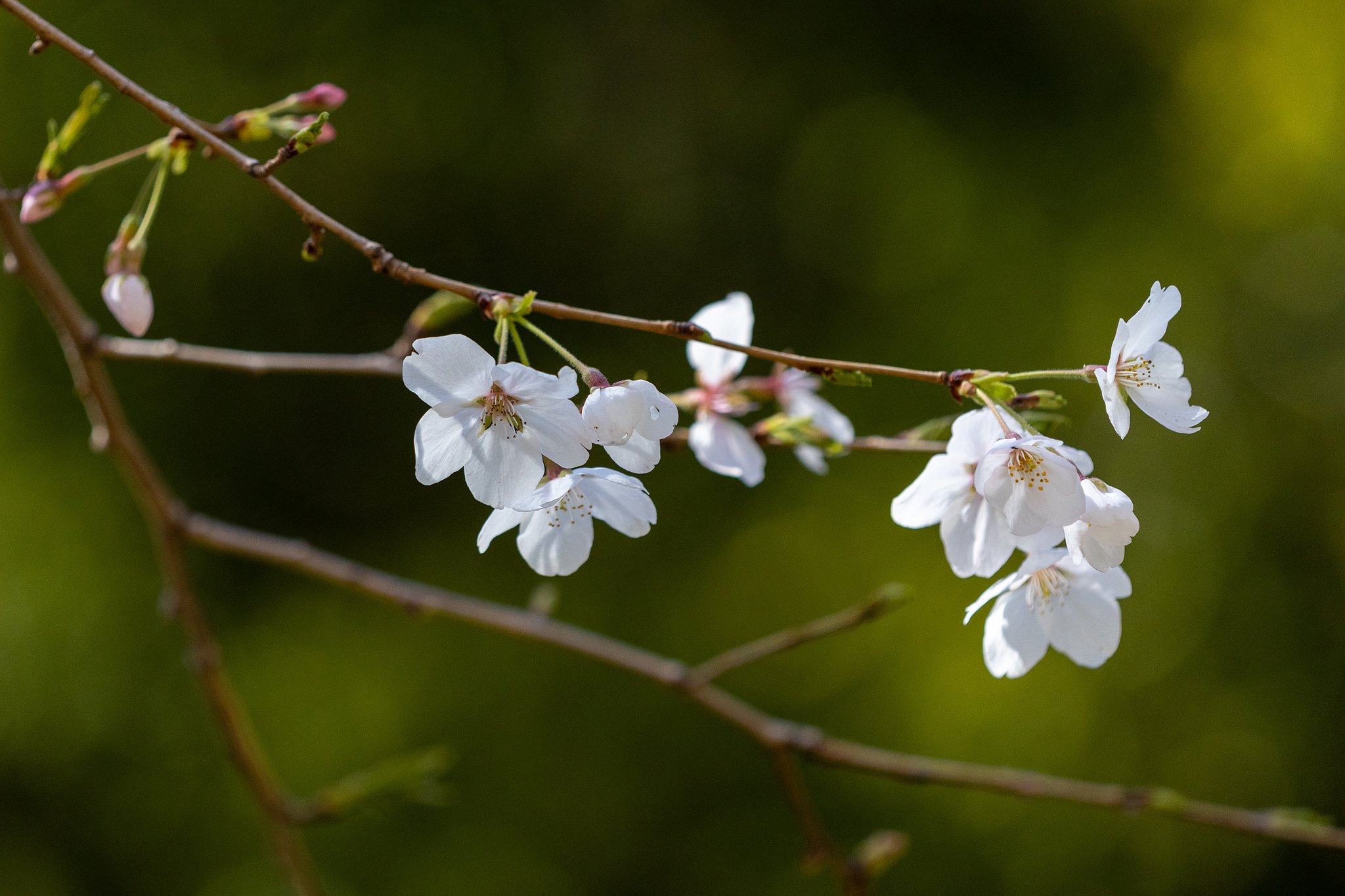 EF180mm f/3.5L Macro USM