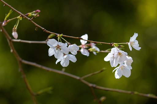 EF180mm f/3.5L Macro USM