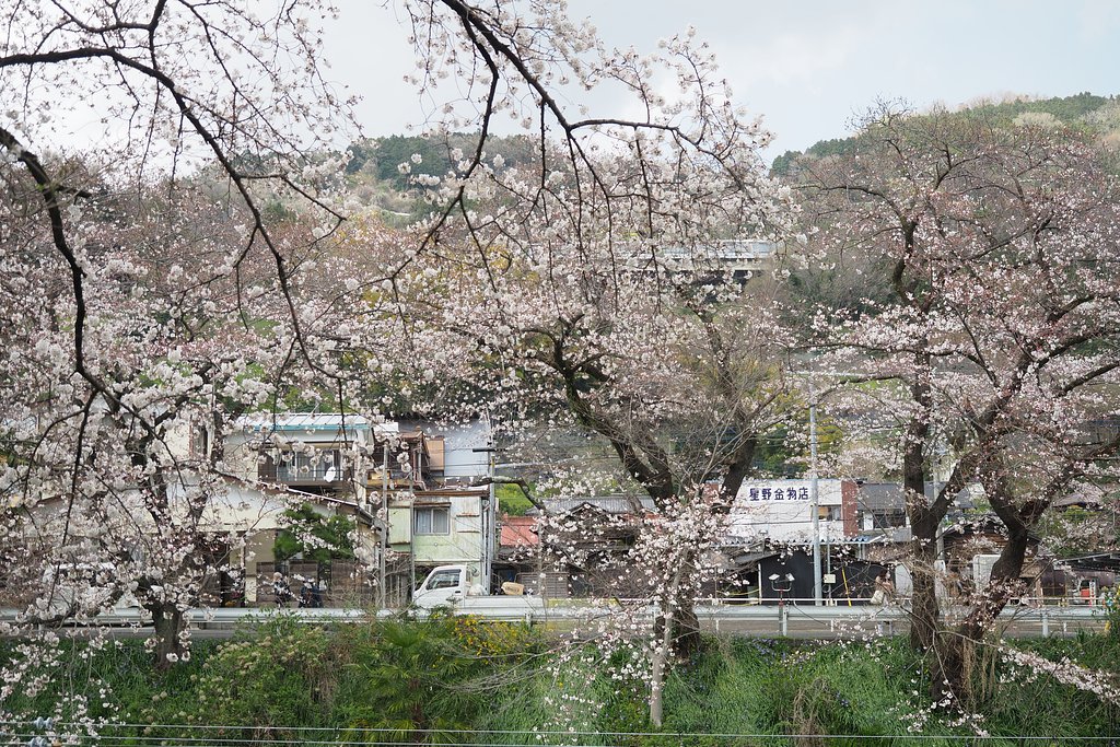 山北の桜道