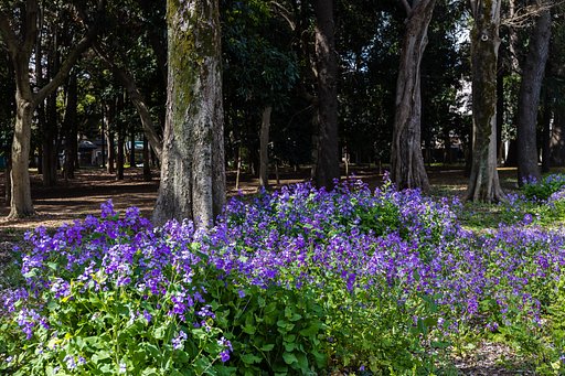 EF24-70mm f/4L IS USM