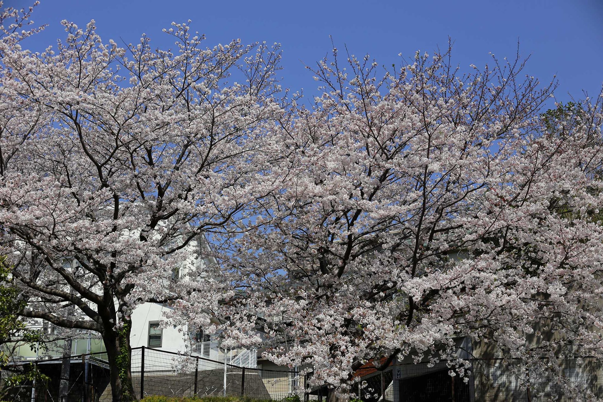 桜