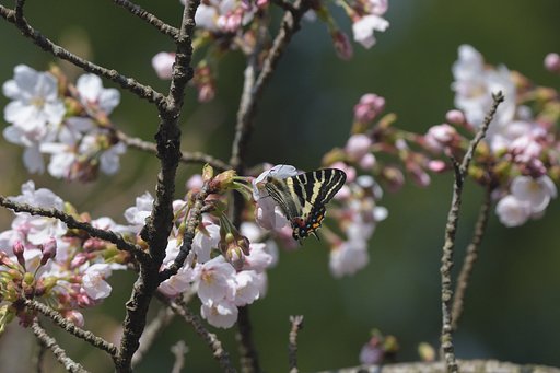 ギフチョウ