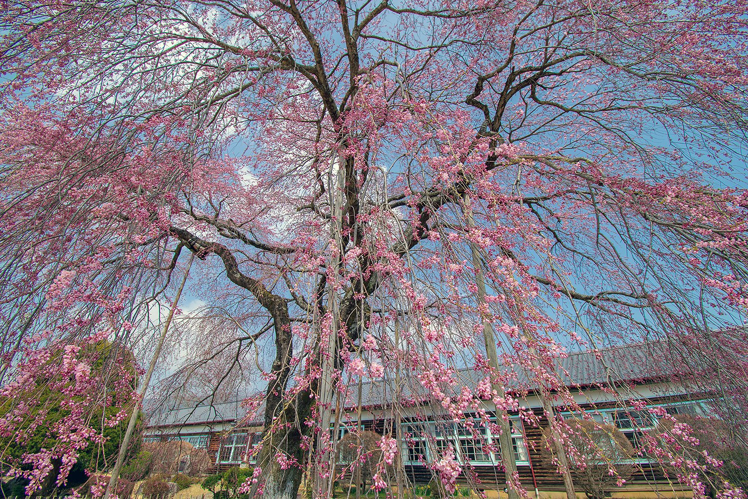 しだれ桜三分咲き
