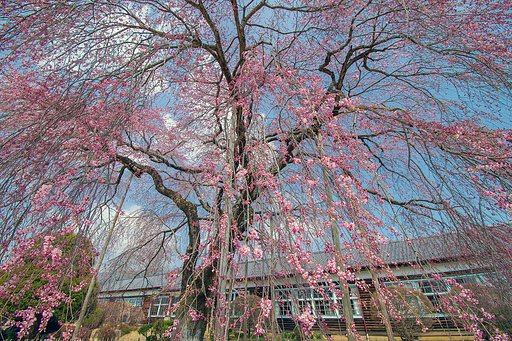 しだれ桜三分咲き